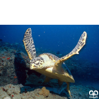 گونه لاکپشت پوزه عقابی Hawksbill Turtle